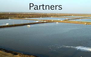 partners